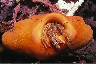 《霍格沃茨之遗》光追模式细节公开